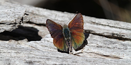 Restore Habitat for Purple Copper Butterfly  primary image