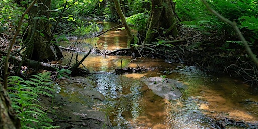 Imagen principal de Wandeling 'Bronnen en beken' Dal van de Mosbeek