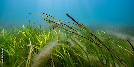 Seagrass Symposium - Isle of Wight & the Solent