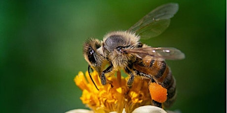 Journée nationale des abeilles