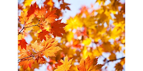 Fall Foliage Fan Favorites