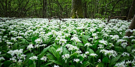 Imagen principal de Foraging & Fermentation a Wild Garlic Deep Dive