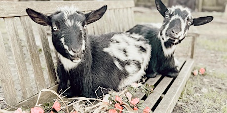 Flower Arranging with Goats primary image