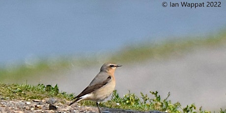 Guided Walk: Spring Migration