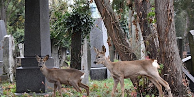 Entdecke den Zentralfriedhof: Die Führung primary image