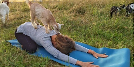Goat Yoga Season Opener