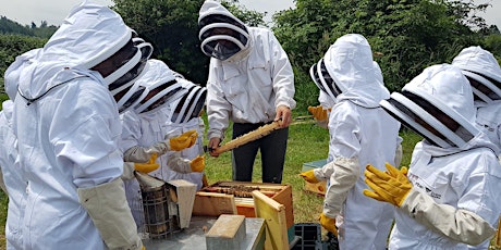 Junior Beekeeping, Level II, Summer Camp Class