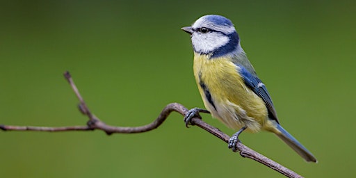 Primaire afbeelding van Garden Birds (UK) Workshop