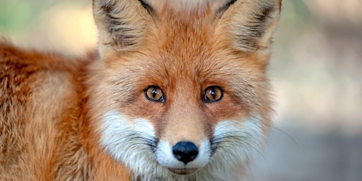 Imagem principal de An Introduction to the Red Fox