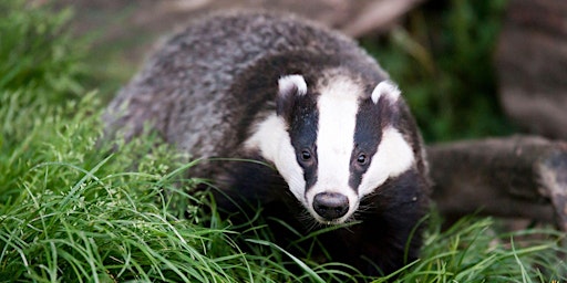 Primaire afbeelding van An Introduction to the European Badger