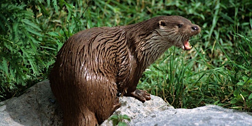 Primaire afbeelding van An Introduction to European Otter
