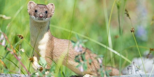Imagem principal do evento An Introduction to the Weasel (Mustela nivalis)