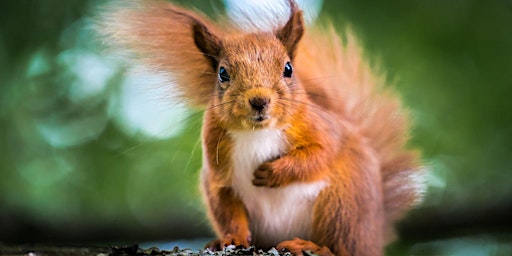 Imagem principal de An Introduction to the Red Squirrel