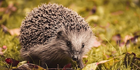 An Introduction to the European Hedgehog