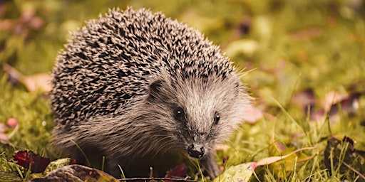An Introduction to the European Hedgehog primary image