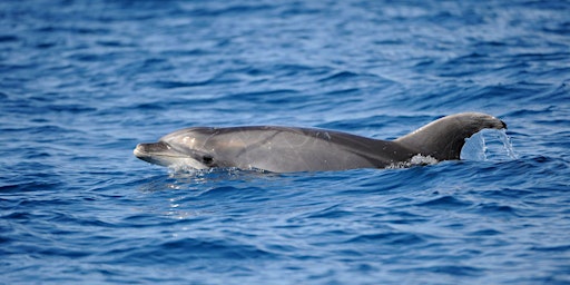 Introduction to the Bottlenose Dolphin