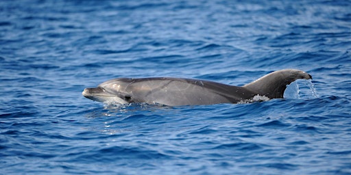 Introduction to the Bottlenose Dolphin  primärbild