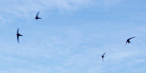 The Summer Birds of Tonbridge Town