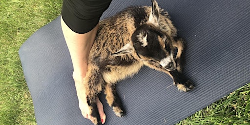 April 15 Baby and Mini Goat Yoga primary image