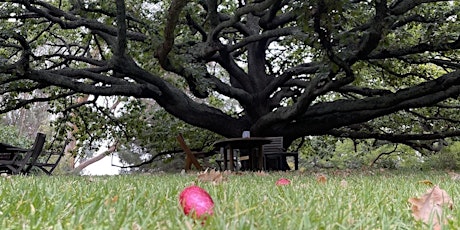 Easter Egg Hunt Under The Oak Tree