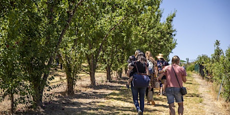 Walking Fruit Picking Tour - Fridays primary image