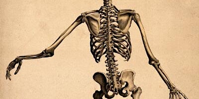 Skeletons in the Closet: Bones - Cat Irving primary image