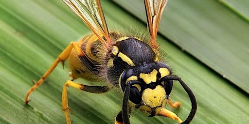 Imagem principal de The Secret World of Wasps - Prof Seirian Sumner