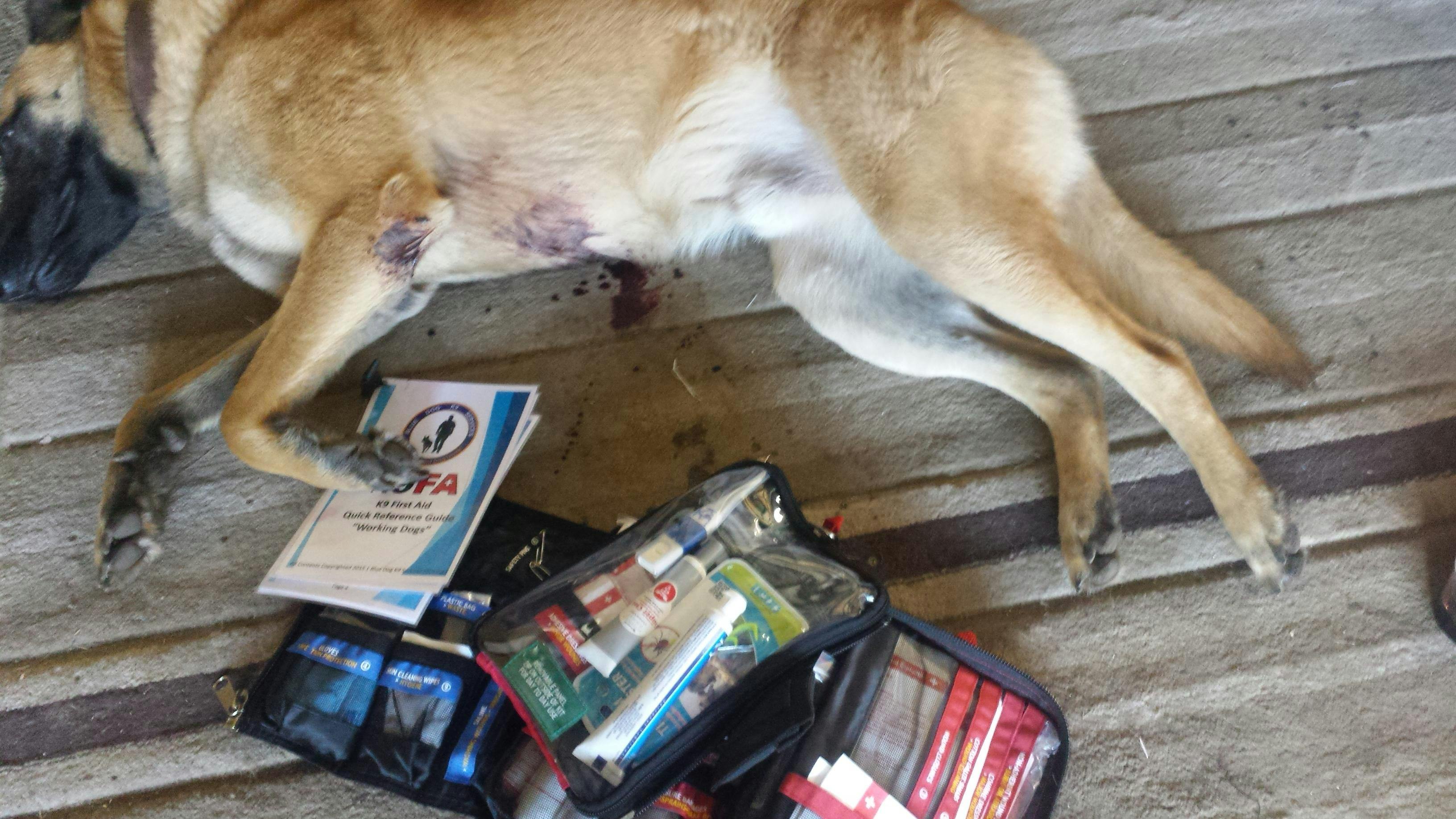 Dog First Aid Course - Brisbane