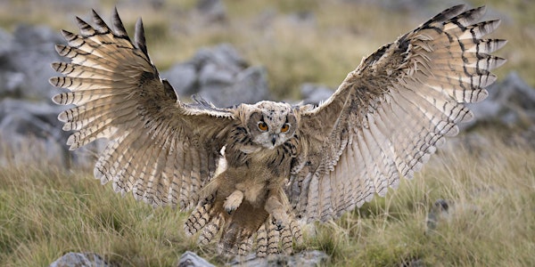 One-day Hawk and Owl Photography Workshop