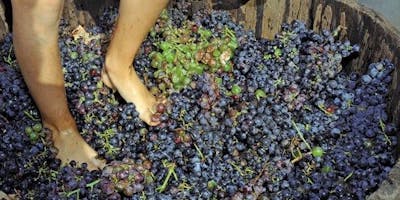 È TEMPO DI VENDEMMIA, PIGIAMO L’UVA! È TEMPO DI VENDEMMIA, PIGIAMO L’UVA!