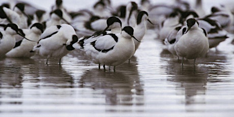 RSPB winter Avocet Cruises,Topsham (2018/2019)  primary image