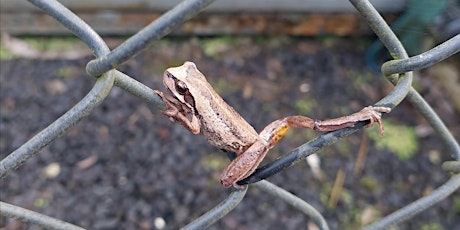 Spring Frog Census primary image