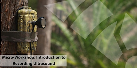 30min Micro-Workshop: Introduction to Recording Ultrasound (June 2023)