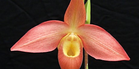 San Diego County Orchid Society’s International Show and Sale