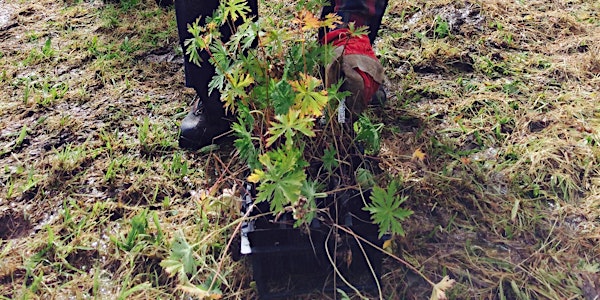 Rusland Horizons: September Practical Conservation Volunteer Work Party