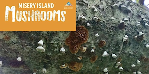 Primaire afbeelding van Misery Island Mushroom Walk