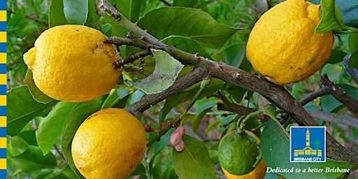 Citrus success primary image