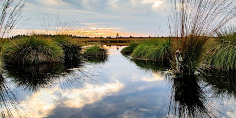 Imagen principal de Shropshire Water Forum presents Wetlands