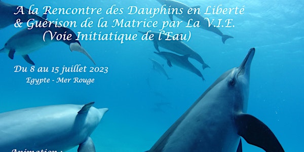 A la Rencontre des Dauphins en Liberté &  Guérison de la Matrice par La VIE