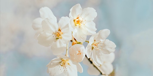 Image principale de SEASONAL SESSION: Spring in the Meadows