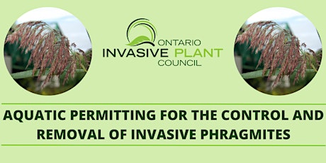Aquatic Permitting for the Control and Removal of Invasive Phragmites primary image