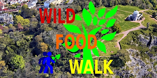 Clifton (Bristol) Wild Food Foraging Walk.