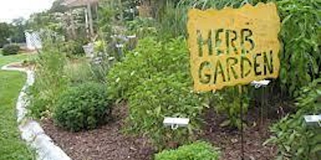 8-12-2023   Herbs in the Florida Garden