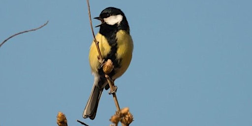 Primaire afbeelding van Dawn Chorus Bird Walk