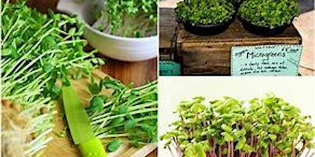 Growing Micro Greens in trays  and Sprouts in a Jar
