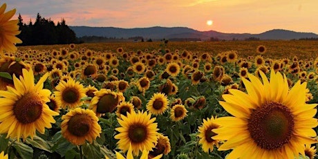 Sunflower Field Sip + Paint!