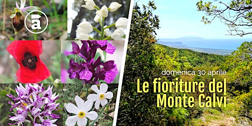 Le fioriture del Monte Calvi