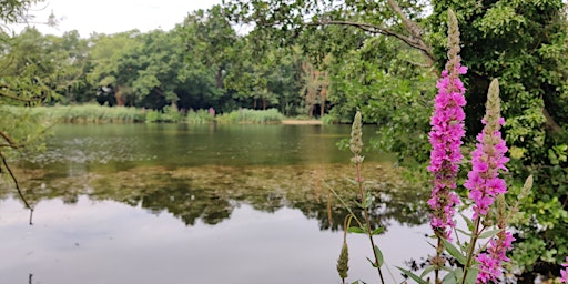 Explore Highams Park Lake & the surrounding woodland - Guided Walk primary image