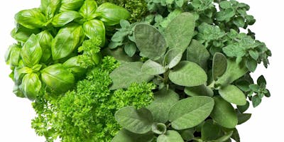 Preparing Herbs