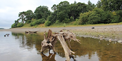 Blessington Wood guided Biodiversity walk primary image